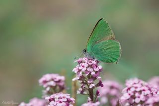 Zmrt (Callophrys rubi)