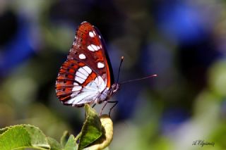 Akdeniz Hanmeli Kelebei (Limenitis reducta)