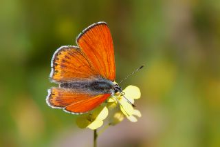 Kk Ate Gzeli (Lycaena thersamon)