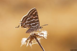 eytanck (Cigaritis acamas)