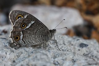 Beyaz Bandl Karamelek (Hipparchia parisatis)