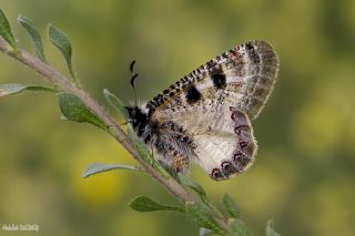 Yalanc Apollo (Archon apollinus)