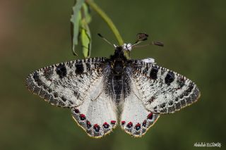 Yalanc Apollo (Archon apollinus)