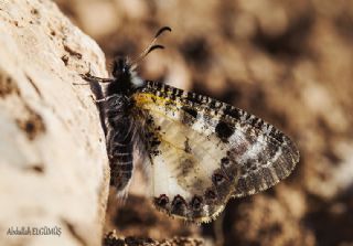 Yalanc Apollo (Archon apollinus)