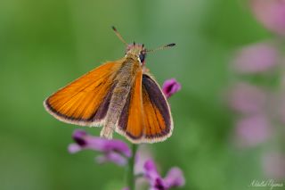 Siyah Antenli Zpzp (Thymelicus lineolus)