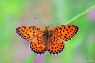 ift Noktal Brentis (Brenthis hecate)