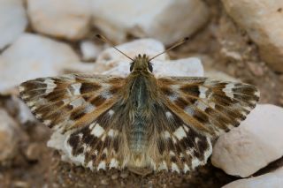 Mermer Zpzp (Carcharodus lavatherae)