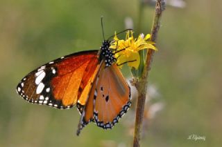 Sultan (Danaus chrysippus)