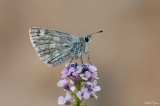 Mozaik Zpzp (Muschampia tessellum)