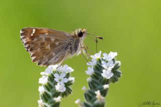 Hatmi Zpzp (Carcharodus alceae)