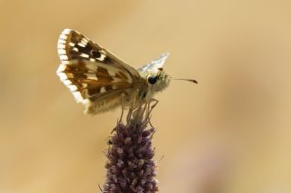 Beparmakotu Zpzp (Pyrgus carlinae)