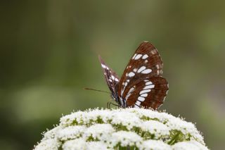 Szlen Karakz (Neptis rivularis)