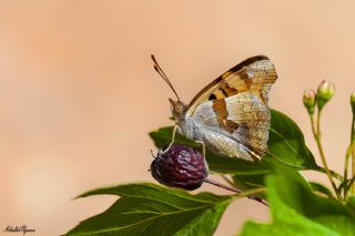 Anadolu ehzadesi (Thaleropis ionia)