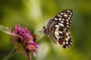 Nusaybin Gzeli (Papilio demoleus)