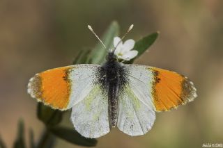 Step Ssls (Anthocharis gruneri)