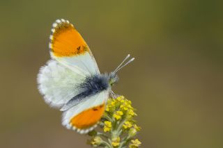 Step Ssls (Anthocharis gruneri)