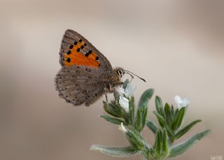 Kafkasya Gelincii (Tomares callimachus)