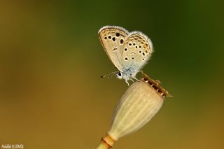 Anadolu Turan Mavisi (Turanana panagaea)