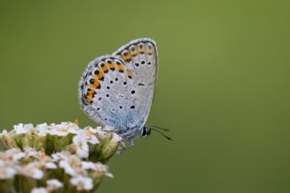 Avrupal Esmergz (Plebejus argyrognomon )