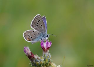 okgzl Gzel Mavi (Polyommatus bellis)