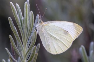 Kk Beyazmelek (Pieris rapae)