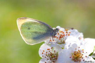 Kk Beyazmelek (Pieris rapae)