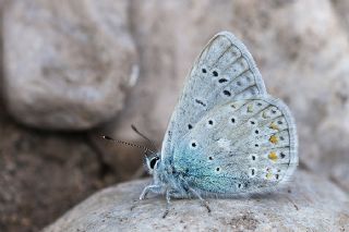 okgzl Buzul Mavi (Polyommatus buzulmavi)