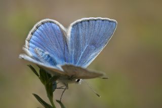 Anadolu Gzel Mavisi (Polyommatus guezelmavi)