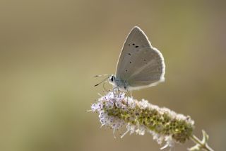 Anadolu Gzel Mavisi (Polyommatus guezelmavi)