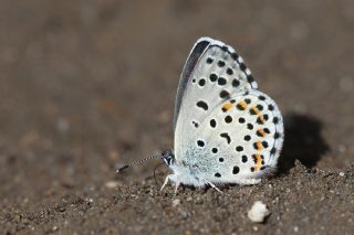 Bavius Mavisi (Pseudophilotes bavius)