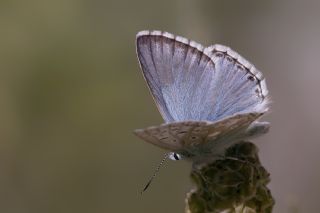 okgzl Hakkari illisi (Polyommatus dezinus)