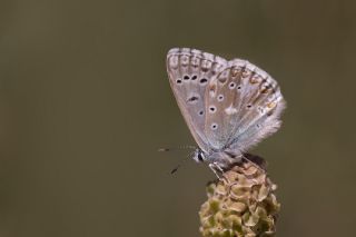 okgzl Hakkari illisi (Polyommatus dezinus)