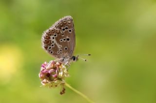 okgzl Teberda Mavisi (Aricia teberdina)