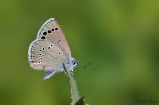 Anadolu Karagz Mavisi (Glaucopsyche astraea)