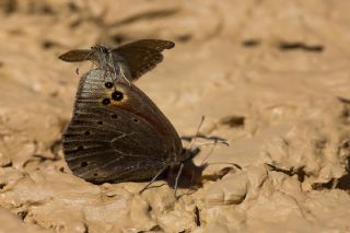 Uygur G�zelesmeri&nbsp;(Proterebia&nbsp;afra)