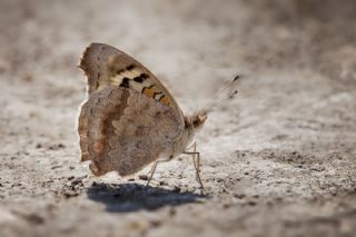 Dicle Gzeli (Junonia orithya)