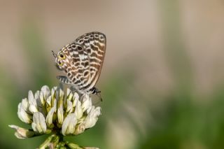 Mavi Zebra (Leptotes pirithous)