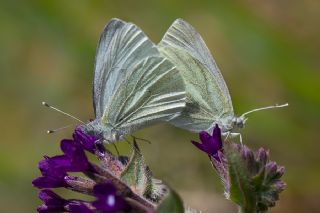 Yalanc Beyazmelek (Pieris pseudorapae)