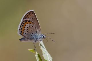 Gm Lekeli Esmergz (Plebejus argus)