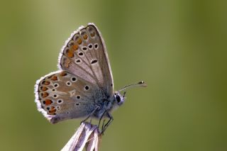 okgzl Orman Esmeri (Aricia artaxerxes)