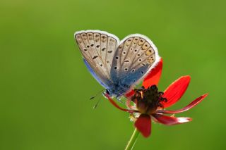 okgzl Mavi (Polyommatus icarus)