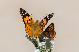 Diken Kelebei (Vanessa cardui)