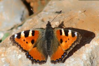 Aglais (Aglais urticae)