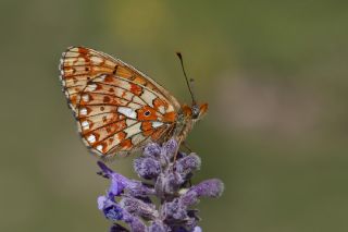 Beyaz nci (Clossiana euphrosyne)