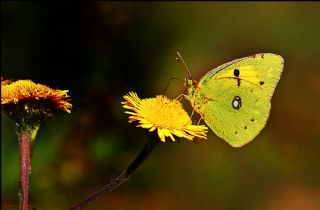 Sar Azamet (Colias croceus)