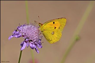 Sar Azamet (Colias croceus)