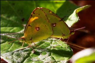 Sar Azamet (Colias croceus)