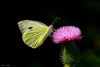 Yalanc Beyazmelek (Pieris pseudorapae)