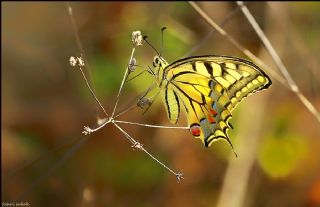 Krlangkuyruk (Papilio machaon)