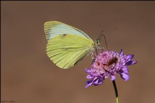 Byk Beyazmelek  (Pieris brassicae)